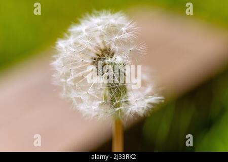 Pissenlit avec peu de graines, pissenlit mûr, Taraxacum secte ruderalia Banque D'Images