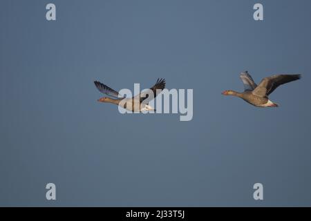 Deux bernaches graylag (Anser anser) en vol sur Texel, aux pays-Bas Banque D'Images