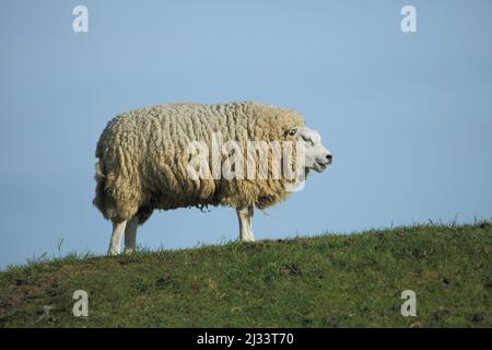 Moutons domestiques (Ovis orientalis aries) sur Texel, pays-Bas Banque D'Images