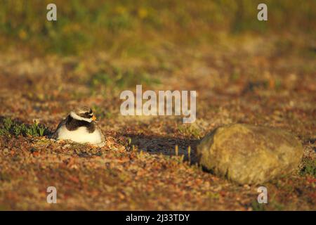 Le pluvier annelé (Charadrius hiaticula) se reproduisant dans le parc national de Duinen sur Texel, aux pays-Bas Banque D'Images