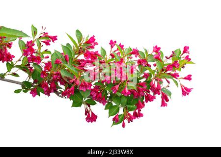 Fleurs sauvages de pommiers fleuries isolées sur fond blanc Banque D'Images