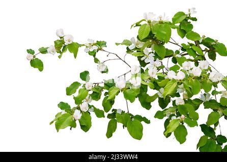 Branche avec des fleurs isolées sur fond blanc Banque D'Images