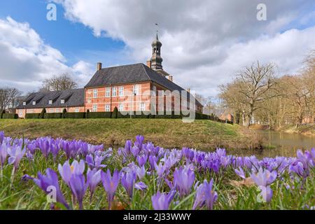 Château de Schloss vor Husum et crocuses pourpres en fleurs, attraction de la ville de Husum dans le Nordfriesland, Schleswig-Holstein, Allemagne Banque D'Images