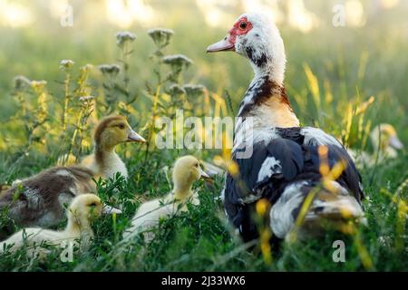 Une femelle de canard de muscovy (Cairina moschata) avec sa couvée de deux semaines. Banque D'Images