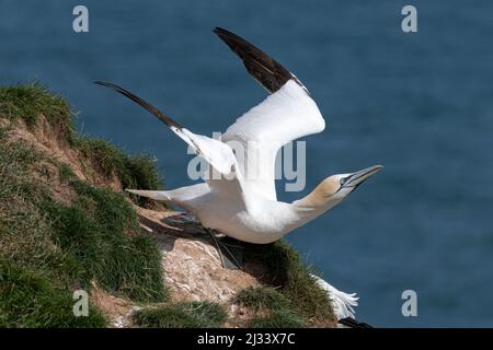 Northern Gannet, Morus bassanus, adulte sur le point de départir des falaises de Bempton RSPB, Yorkshire. Banque D'Images