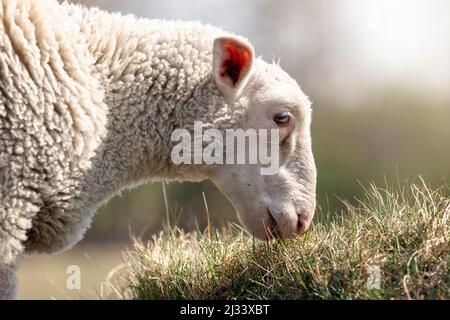 Photo détaillée d'un mouton mangeant de l'herbe. Portrait en gros plan du profil de la tête d'un mouton. Banque D'Images