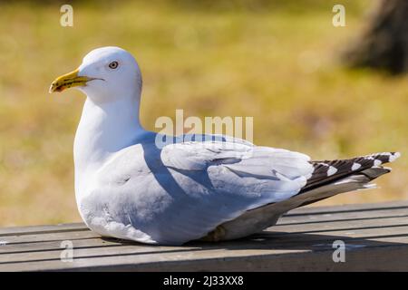 Photo à mise au point sélective. Goéland de hareng européen sur banc dans le parc. Larus argentatus. Banque D'Images