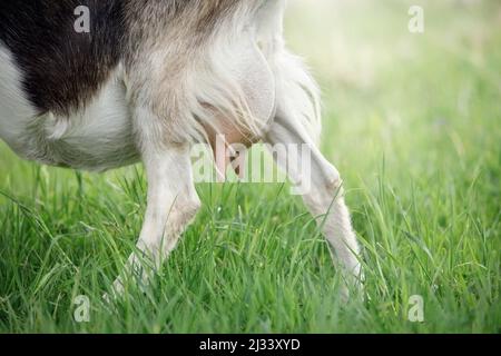 Pis rose propre d'une jeune chèvre, dans un fond de prairie verte. Il y a de l'espace pour une note. Concept- pâturage de chèvre à aire libre sur un petit organi rural Banque D'Images