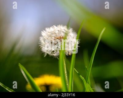 Une horloge pissenlit vue d'en-dessous dans un jardin du Sussex au printemps. ROYAUME-UNI Banque D'Images