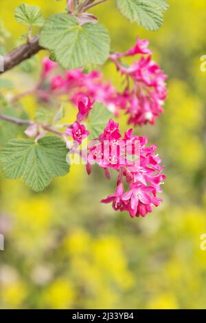 Ribes sanguineum - groseille à fleurs rouges, et Euphorbia amygdaloides - sphèce de bois. Banque D'Images