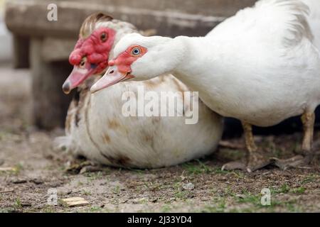 Paire de canards musqués, dans une ferme de campagne. Une femelle blanche et un mâle flou en arrière-plan, voit quelque chose sur le sol. Banque D'Images