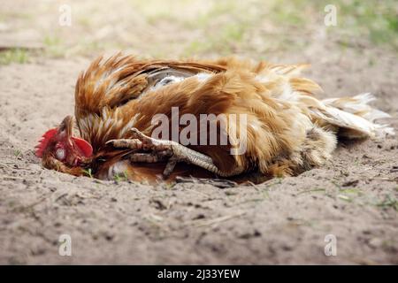 Poule brune avec une jambe relevée, allongé sur le dos avec les yeux fermés, se reposant au soleil et profitant d'un bain de sable Banque D'Images