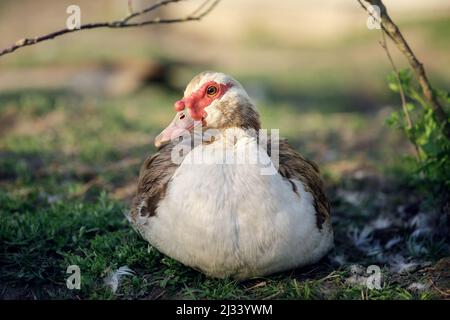 Un canard musqué calmement dans un jardin de campagne avec une belle toile de fond Banque D'Images