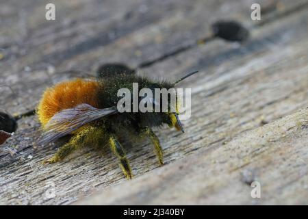 Gros plan d'une abeille mason européenne à cornes, Osmia cornuta, douce et colorée, assise au sol dans le jardin Banque D'Images