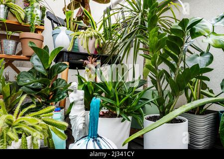 Ensemble de plantes décoratives d'intérieur assorties avec cactus, pachira aquatica, palam, olive, croton petra et pots Banque D'Images