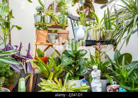 Ensemble de plantes décoratives d'intérieur assorties avec cactus, pachira aquatica, palam, olive, aloe vera, bougies, zamioculca, rib d'adam, croton petra et pots Banque D'Images