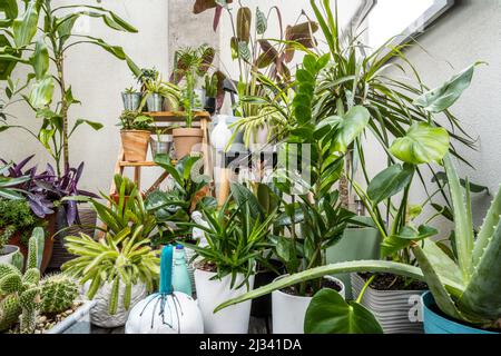 Ensemble de plantes décoratives d'intérieur assorties avec cactus, pachira aquatica, palam, olive, aloe vera, bougies, zamioculca, rib d'adam, croton petra et pots Banque D'Images