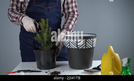 Les mains du jardinier mâle transplanter le petit sapin dans un nouveau pot en studio sur fond gris. Jardinage et soin des plantes domestiques. Transplantation Banque D'Images