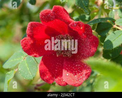 Un gros plan de la fleur de rosa moyesii avec des gouttelettes d'eau dans le jardin Banque D'Images