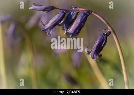 Une seule pointe de fleur de bluebell (jacinthoides non-scripta) poussant dans le bois de bluebell à Wayland Wood dans Norfolk Banque D'Images