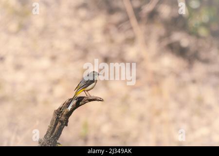 Une queue de cheval grise (Motacilla cinerea) perche sur une branche près d'une loutre à Hodders Coombe, West Somerset Banque D'Images