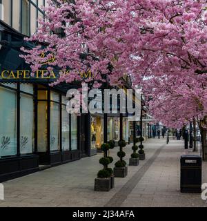 Centre-ville pittoresque de printemps (magnifiques cerisiers colorés en fleurs, restaurant élégant et boutique de cafés) - The Grove, Ilkley, Yorkshire, Angleterre, Royaume-Uni. Banque D'Images