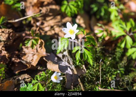 Anémone des bois Anemone nemorosa, Banque D'Images