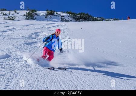 Une femme en excursion de ski descend à travers la neige poudreuse, Großer Traithen, Mangfall Mountains, Alpes bavaroises, haute-Bavière, Bavière, Allemagne Banque D'Images