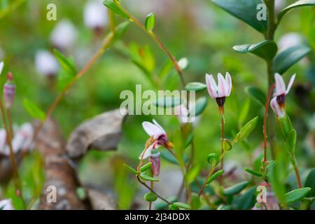 Gros plan de la fleur de canneberge, Vaccinium oxycoccus parmi les branches de canneberge Banque D'Images