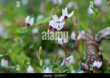 Gros plan de la fleur de canneberge, Vaccinium oxycoccus. Cette plante peut être trouvée dans des environnements humides. Les baies sont comestibles. Banque D'Images