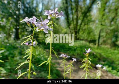 Coralroot (cardamine bulbifera) avec des bulbilles distinctives sur la tige qui peuvent tomber et prendre racine, floraison dans des bois calcaires, près de Bath, Royaume-Uni Banque D'Images