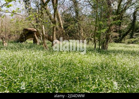 Leek à fleurs rares (Allium paradoxum) une espèce très envahissante, qui pousse dans un tapis dense et étouffant dans les bois, Claverton Down, Bath, Royaume-Uni, avril. Banque D'Images