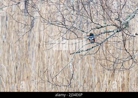 kingfisher femelle avec ceinture perchée sur un bouleau gris au début d'avril Banque D'Images