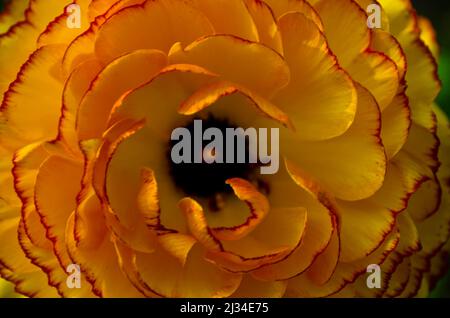 feuilles de la fleur d'une coupe de beurre d'orange, macro Banque D'Images