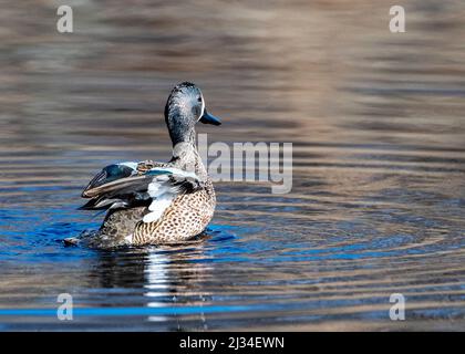 Bleu Drake sarcelle nageant sur un étang d'eau douce Banque D'Images