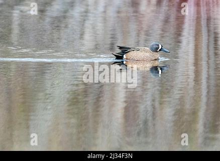 Bleu Drake sarcelle nageant sur un étang d'eau douce Banque D'Images