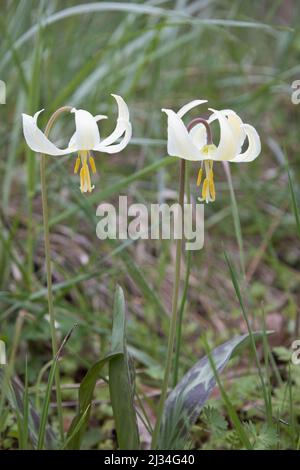 Erythronium oregonum - nénuphars blanc géant. Banque D'Images