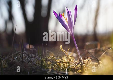 Une seule fleur sauvage d'iris violet et jaune (Crocus heuffelianus discolor) qui pousse à l'ombre, de l'herbe sèche et des feuilles autour Banque D'Images