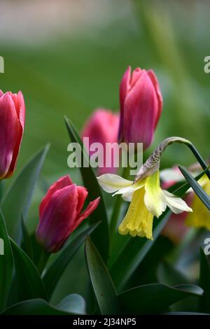 narcissus W p milner, narcissus wp milner, Narcissus miniature, narcissi miniature, jaune pâle changeant en fleurs blanches crémeuses, fleur jaune pâle, tulipe Banque D'Images