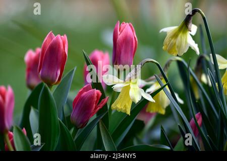 narcissus W p milner, narcissus wp milner, Narcissus miniature, narcissi miniature, jaune pâle changeant en fleurs blanches crémeuses, fleur jaune pâle, tulipe Banque D'Images