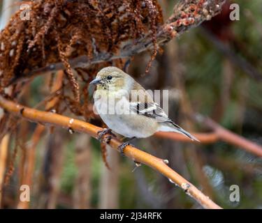 Vue en gros plan sur American Goldfinch, branche perchée avec un arrière-plan flou dans son environnement et son habitat environnant. Image de fin. Portrait. Banque D'Images