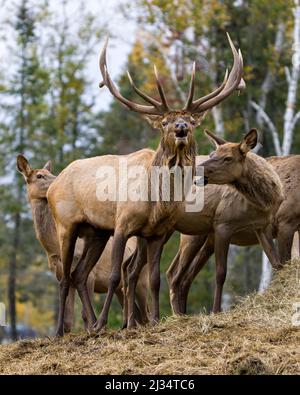 Elk Anthlers garante son troupeau de vaches élan avec un fond de forêt dans leur environnement et habitat environnant. Red Deer photo. Image. Banque D'Images