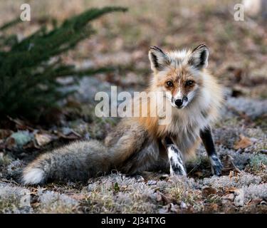 Profil de Red Fox en gros plan assis sur des mousses au printemps avec arrière-plan et regardant la caméra dans son environnement et son habitat. Fox image. Banque D'Images