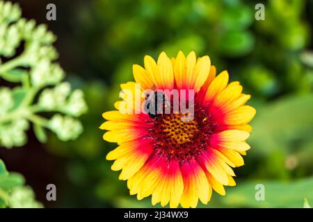 Une abeille recueille le nectar sur une fleur de Gaillardia Banque D'Images