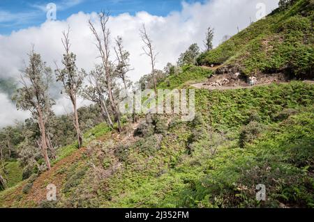 Pente et arbres du volcan Ijen, île de Java, Indonésie Banque D'Images