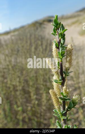 Saule rampant (Salix repens) avec des chatons mâles fleuris sur les dunes côtières, Merthyr Mawr Warren NNR, Glamorgan, pays de Galles, Royaume-Uni, avril. Banque D'Images