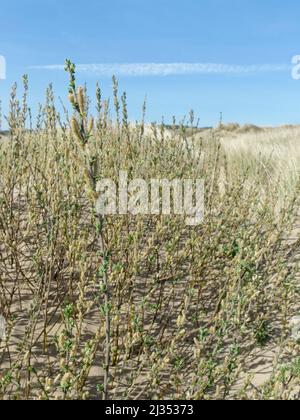 Saule rampant (Salix repens) peuplement dense à fleurs sur les dunes côtières, Merthyr Mawr Warren NNR, Glamorgan, pays de Galles, Royaume-Uni, avril. Banque D'Images
