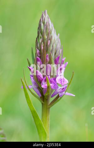 Orchidée de marais du sud (Dactylorhiza praetermissa) fleurissant dans les dunes côtières, Merthyr Mawr Warren NNR, Glamorgan, pays de Galles, Royaume-Uni, mai. Banque D'Images