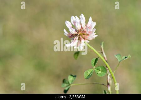 Trèfle blanc (Trifolium repens) fleurissant sur les dunes de sable côtières, Merthyr Mawr Warren NNR, Glamorgan, pays de Galles, Royaume-Uni, mai. Banque D'Images