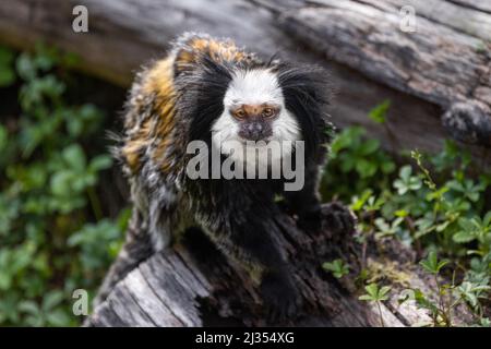 Une marmoset à tête blanche assise sur un tronc d'arbre tombé et regardant vers le haut dans la caméra Banque D'Images